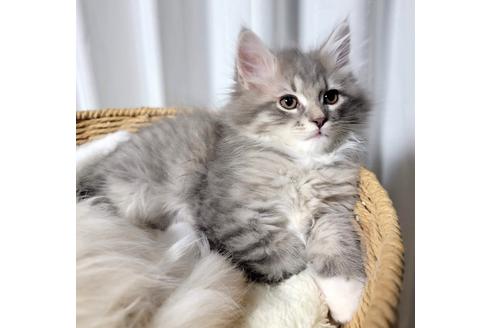 成約済の埼玉県のサイベリアン-19978の1枚目